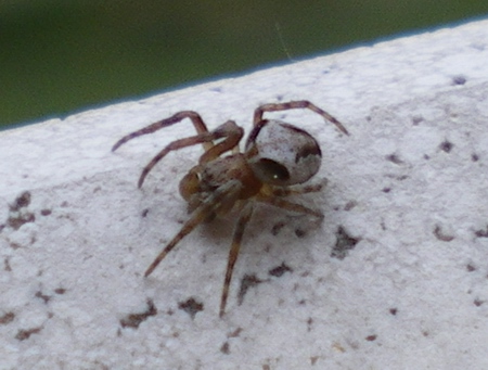 Araneus sp.